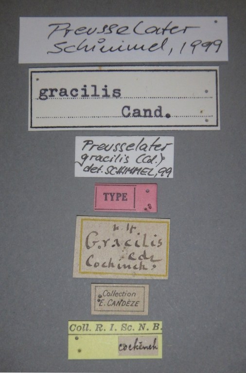 Preusselater gracilis t Lb.jpg Preusselater gracilis t Lb.jpg