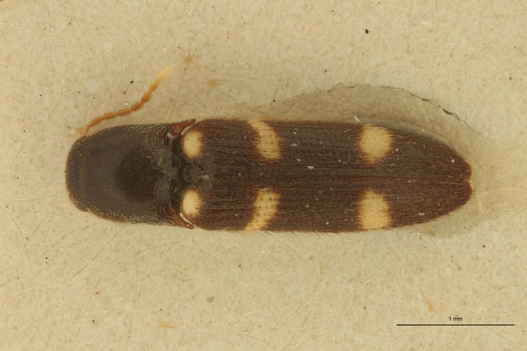 Melanoxanthus guttatus T D.jpg Melanoxanthus guttatus T D.jpg