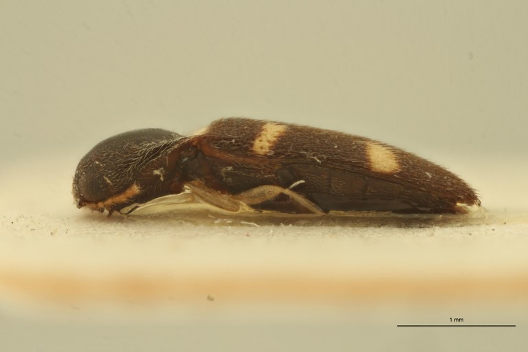 Melanoxanthus guttatus T L.jpg Melanoxanthus guttatus T L.jpg
