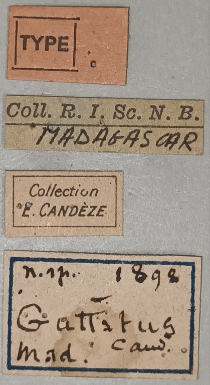 Melanoxanthus guttatus T Labels.jpg Melanoxanthus guttatus T Labels.jpg