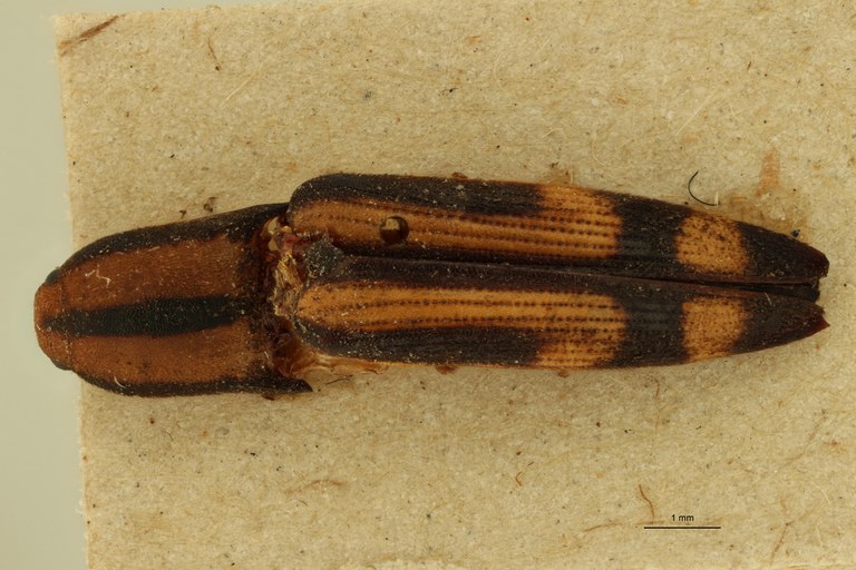 Melanoxanthus hemionus T D.jpg