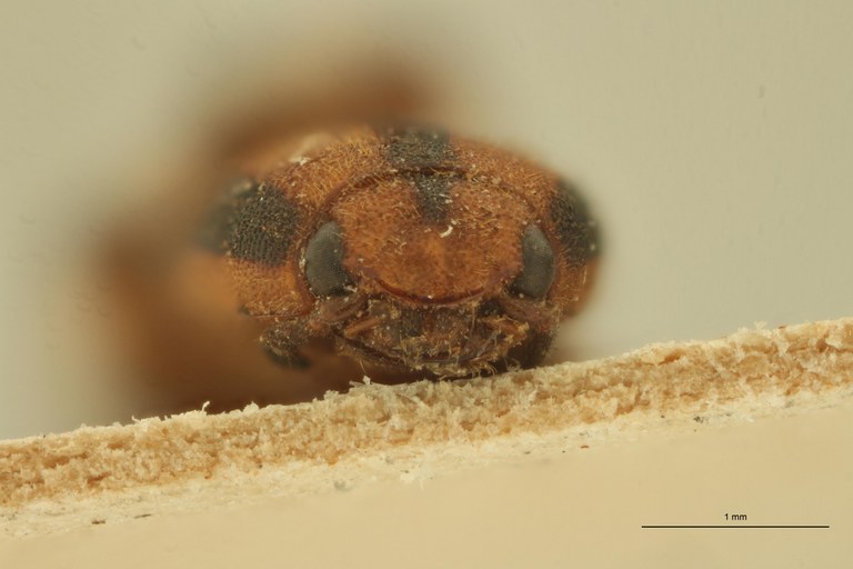 Melanoxanthus hemionus T F.jpg