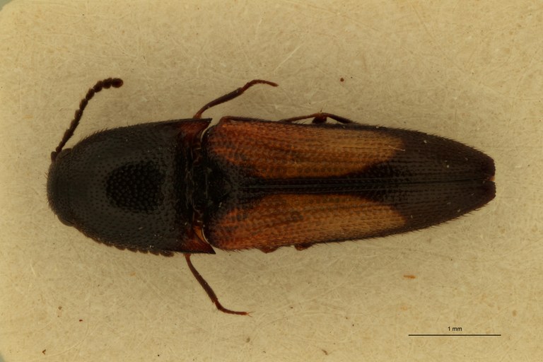 Melanoxanthus humeralis F Lt D.jpg Melanoxanthus humeralis F Lt D.jpg