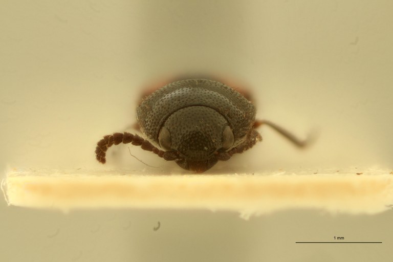 Melanoxanthus humeralis F Lt F.jpg Melanoxanthus humeralis F Lt F.jpg