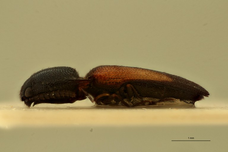 Melanoxanthus humeralis F Lt L.jpg Melanoxanthus humeralis F Lt L.jpg