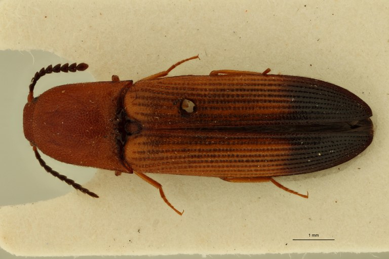 Melanoxanthus inaequalis F Plt D.jpg Melanoxanthus inaequalis F Plt D.jpg