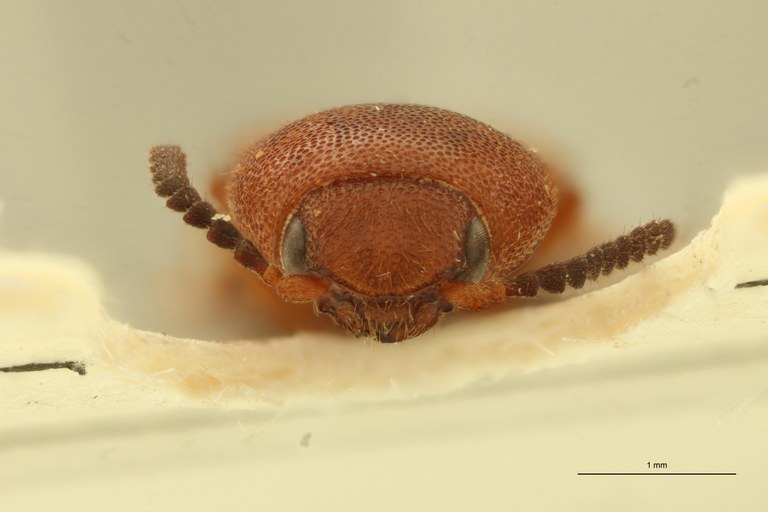 Melanoxanthus inaequalis F Plt F.jpg Melanoxanthus inaequalis F Plt F.jpg