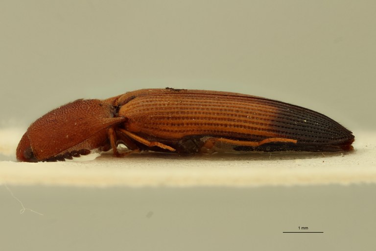 Melanoxanthus inaequalis F Plt L.jpg Melanoxanthus inaequalis F Plt L.jpg