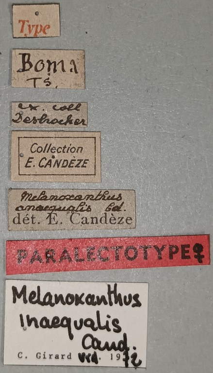 Melanoxanthus inaequalis F Plt Labels.jpg Melanoxanthus inaequalis F Plt Labels.jpg