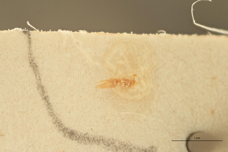 Melanoxanthus lateplagiatus M Lt Aedeagus.jpg Melanoxanthus lateplagiatus M Lt Aedeagus.jpg