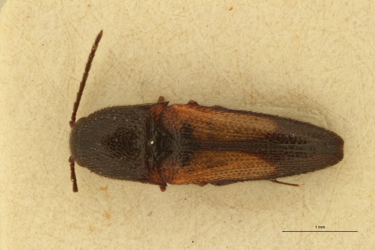 Melanoxanthus lateplagiatus M Lt D.jpg Melanoxanthus lateplagiatus M Lt D.jpg