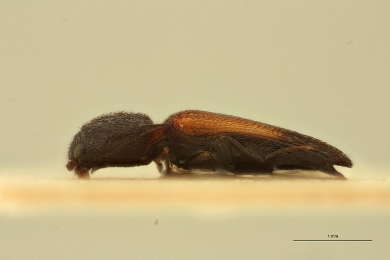 Melanoxanthus lateplagiatus M Lt L.jpg Melanoxanthus lateplagiatus M Lt L.jpg