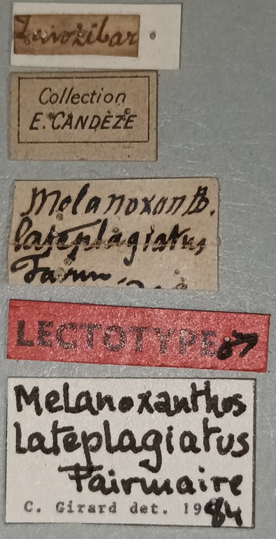 Melanoxanthus lateplagiatus M Lt Labels.jpg Melanoxanthus lateplagiatus M Lt Labels.jpg