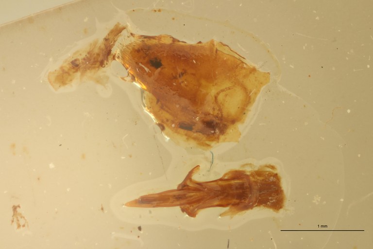 Melanoxanthus major M Aedeagus.jpg