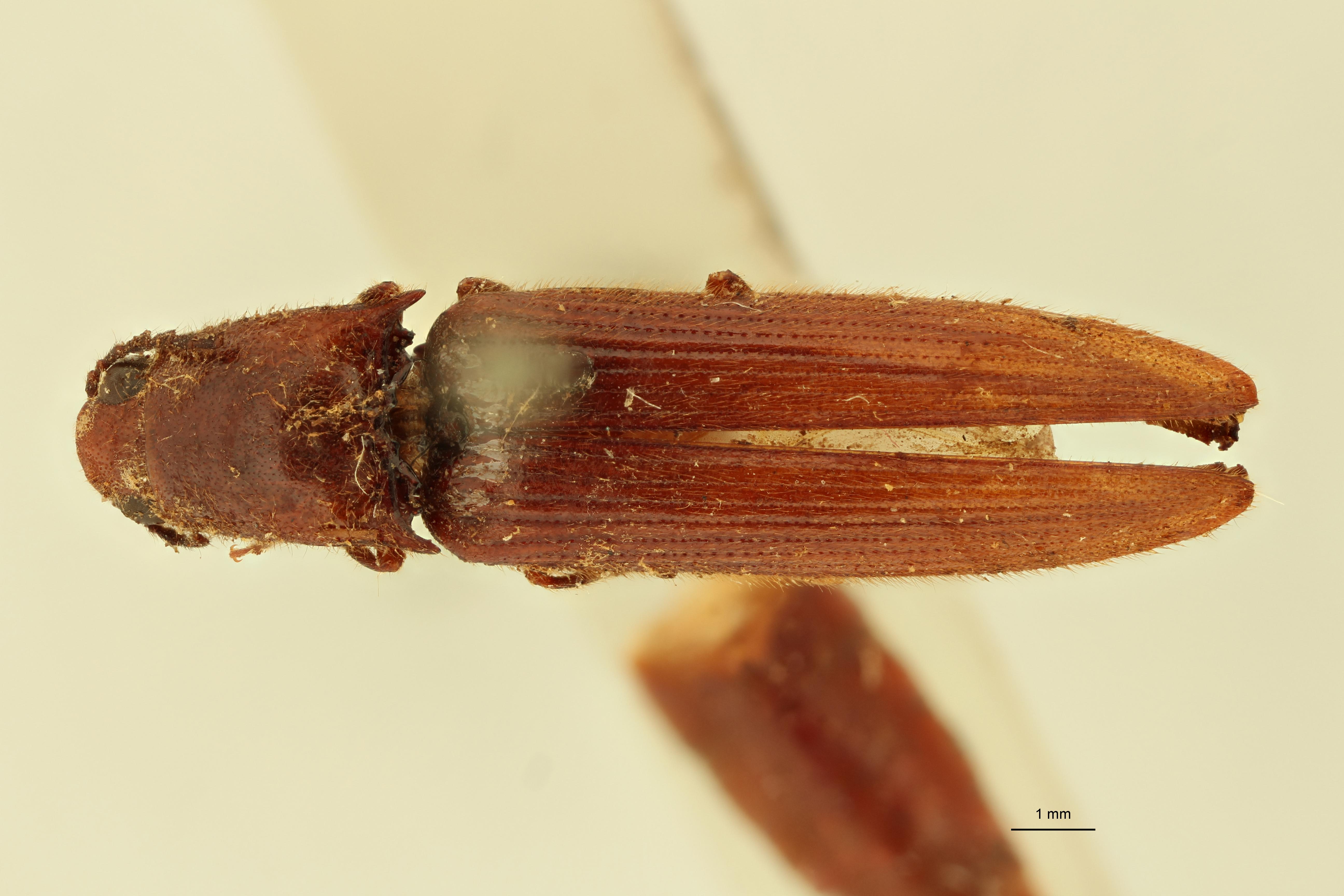 Melanoxanthus major M D.jpg