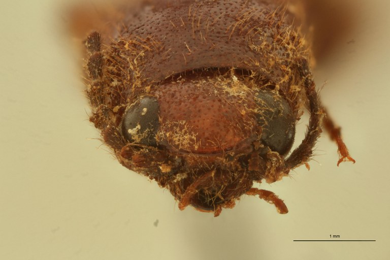 Melanoxanthus major M F.jpg