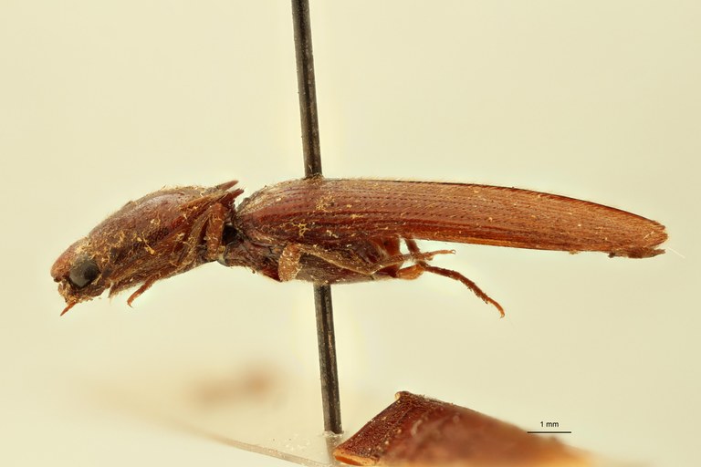 Melanoxanthus major M L.jpg