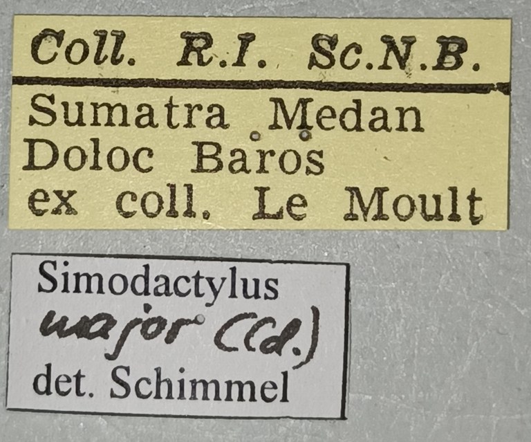 Melanoxanthus major M Labels.jpg