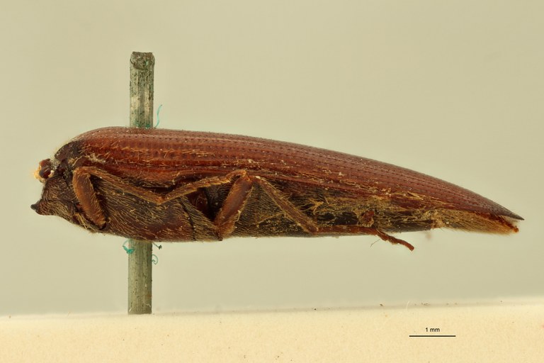 Melanoxanthus major T L.jpg