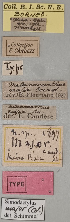 Melanoxanthus major T Labels.jpg
