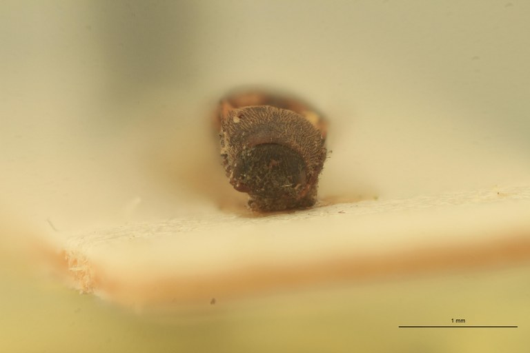 Melanoxanthus minimus T F.jpg Melanoxanthus minimus T F.jpg