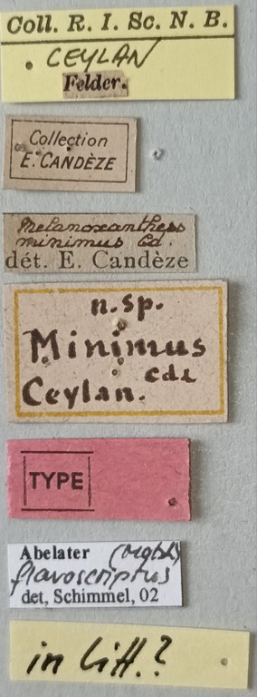 Melanoxanthus minimus T Labels.jpg Melanoxanthus minimus T Labels.jpg