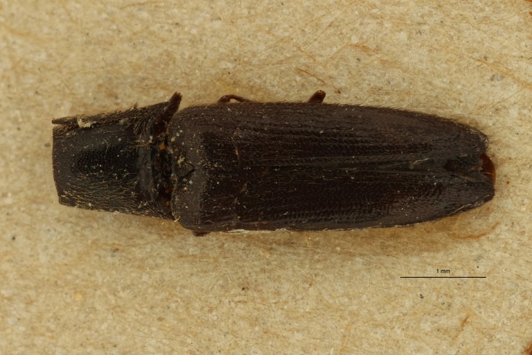Melanoxanthus nigritulus st D ZS PMax Scaled.jpeg