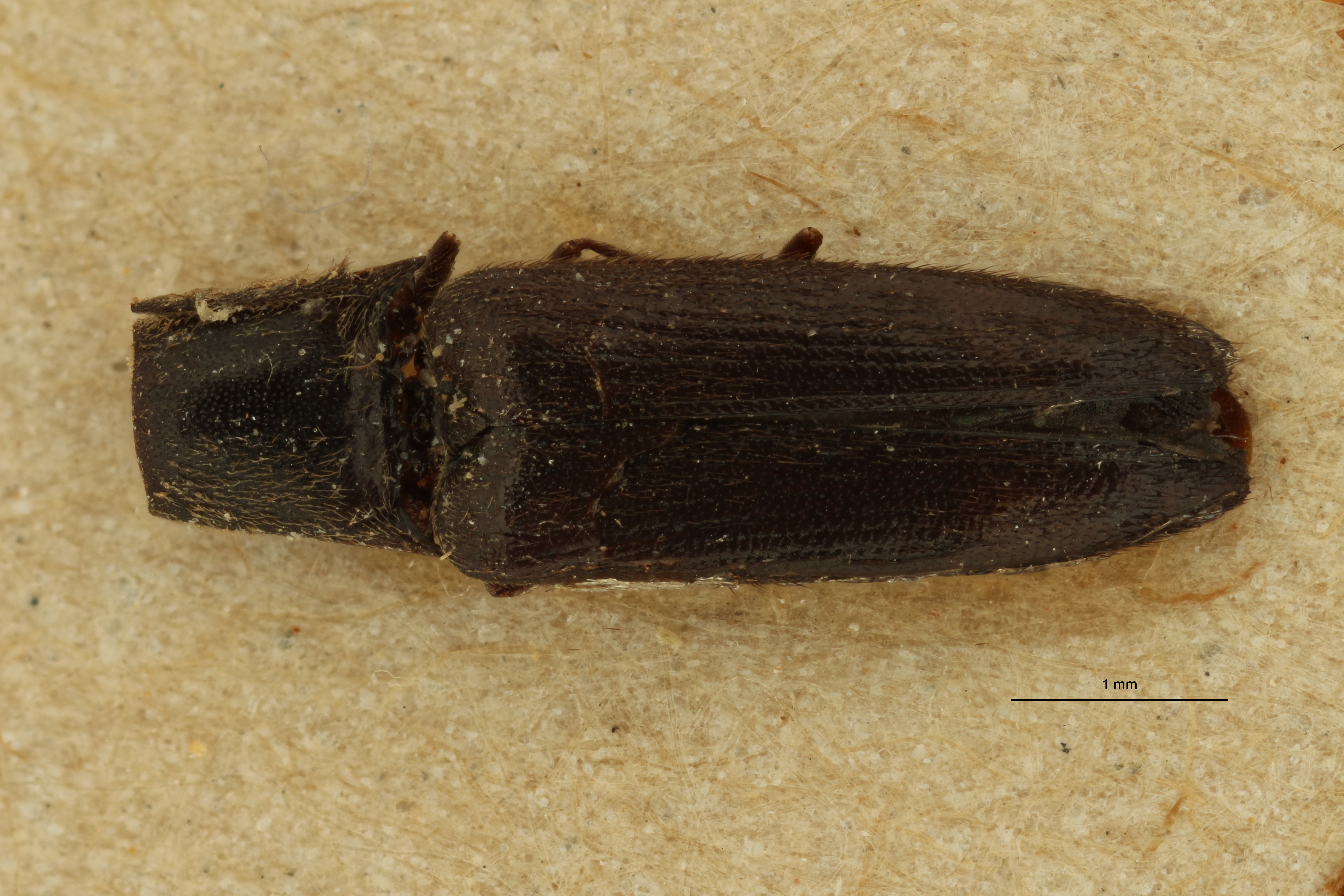 Melanoxanthus nigritulus st D ZS PMax Scaled.jpeg