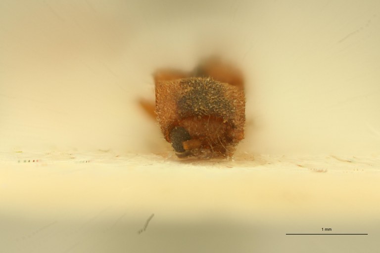 Melanoxanthus nigriventris Plt F.jpg