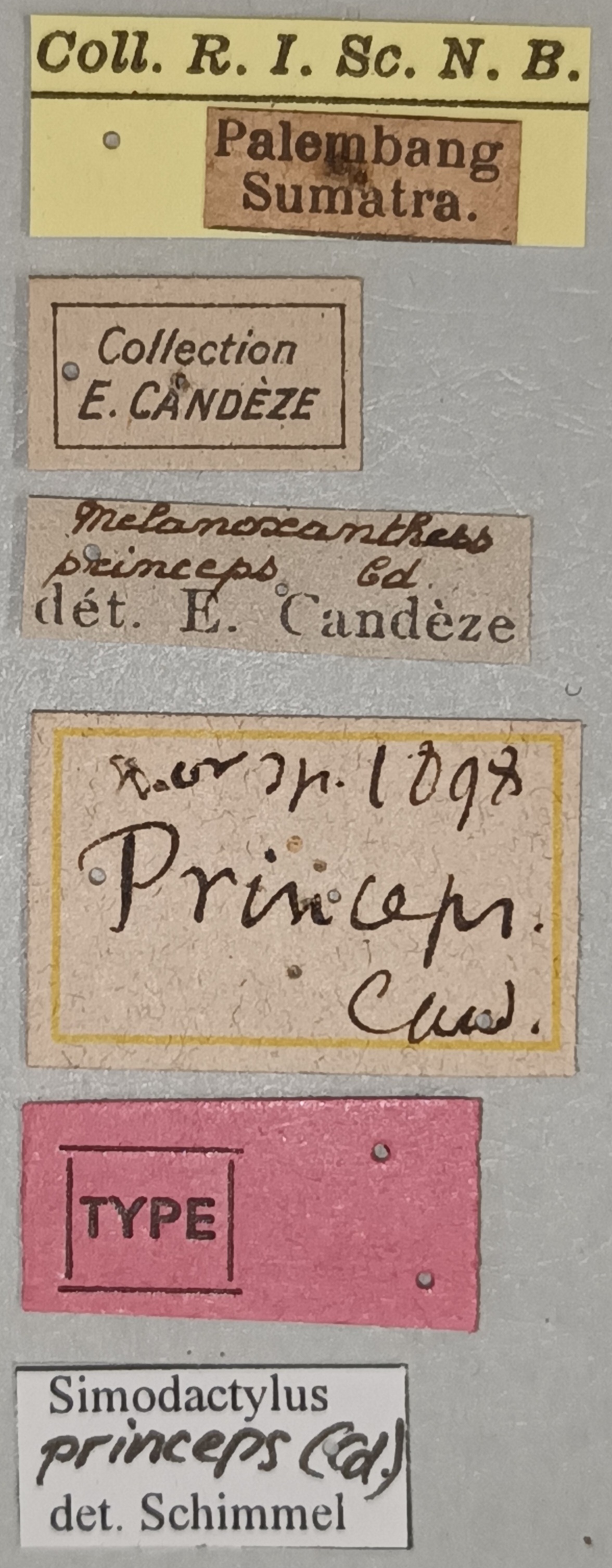 Melanoxanthus princeps T Labels.jpg