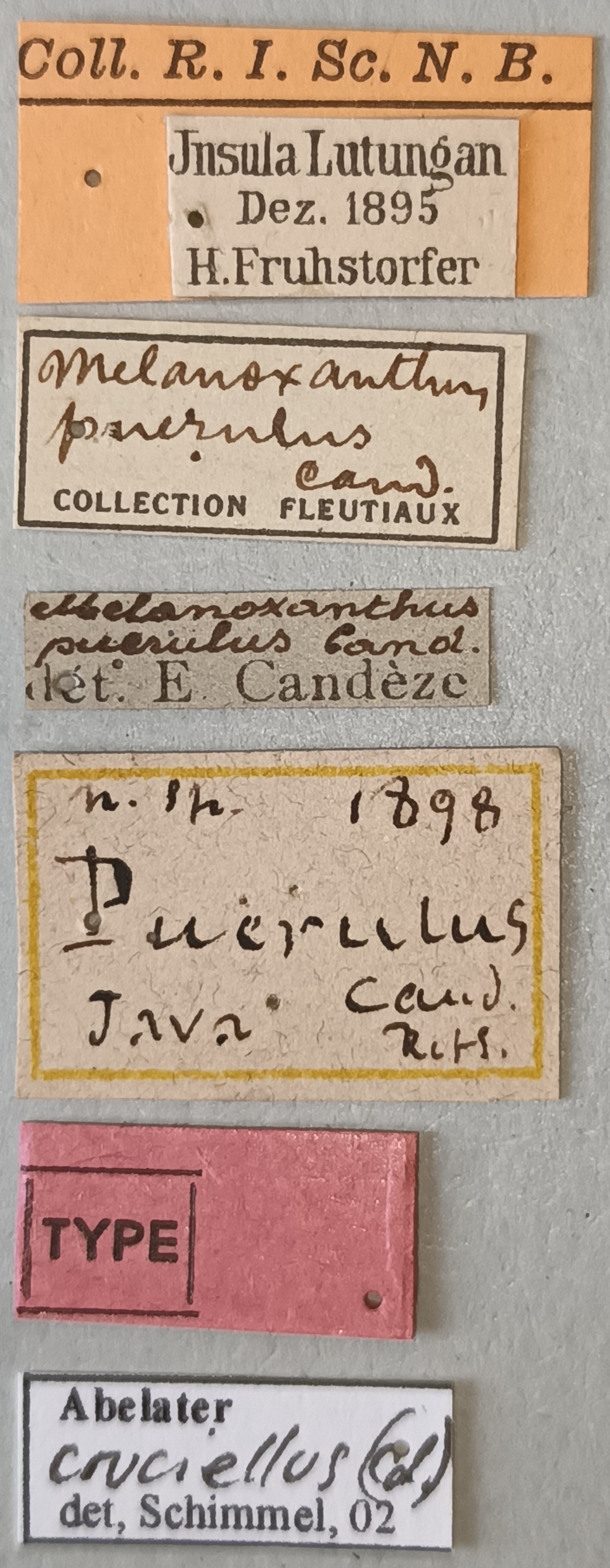 Melanoxanthus puerulus T Labels.jpg