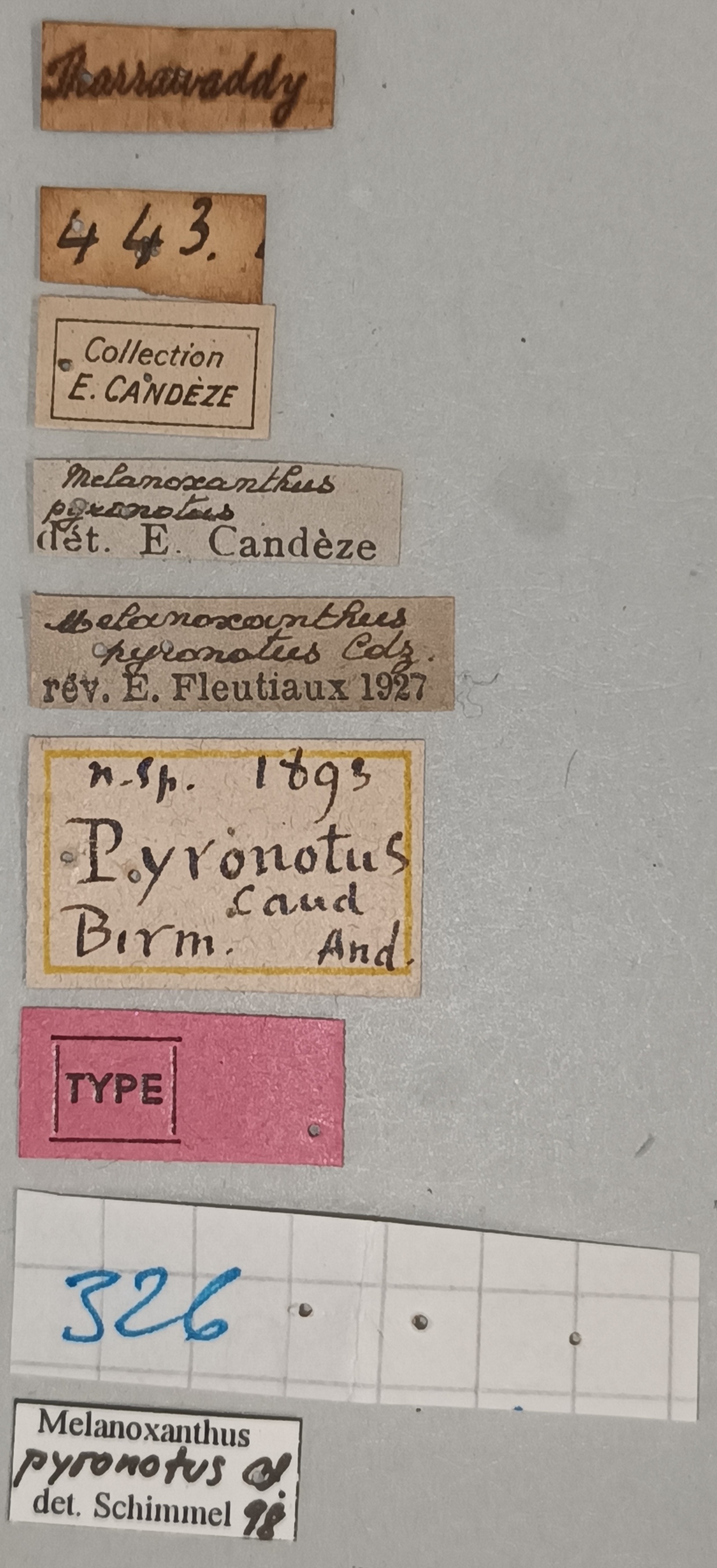 Melanoxanthus pyronotus T Labels.jpg