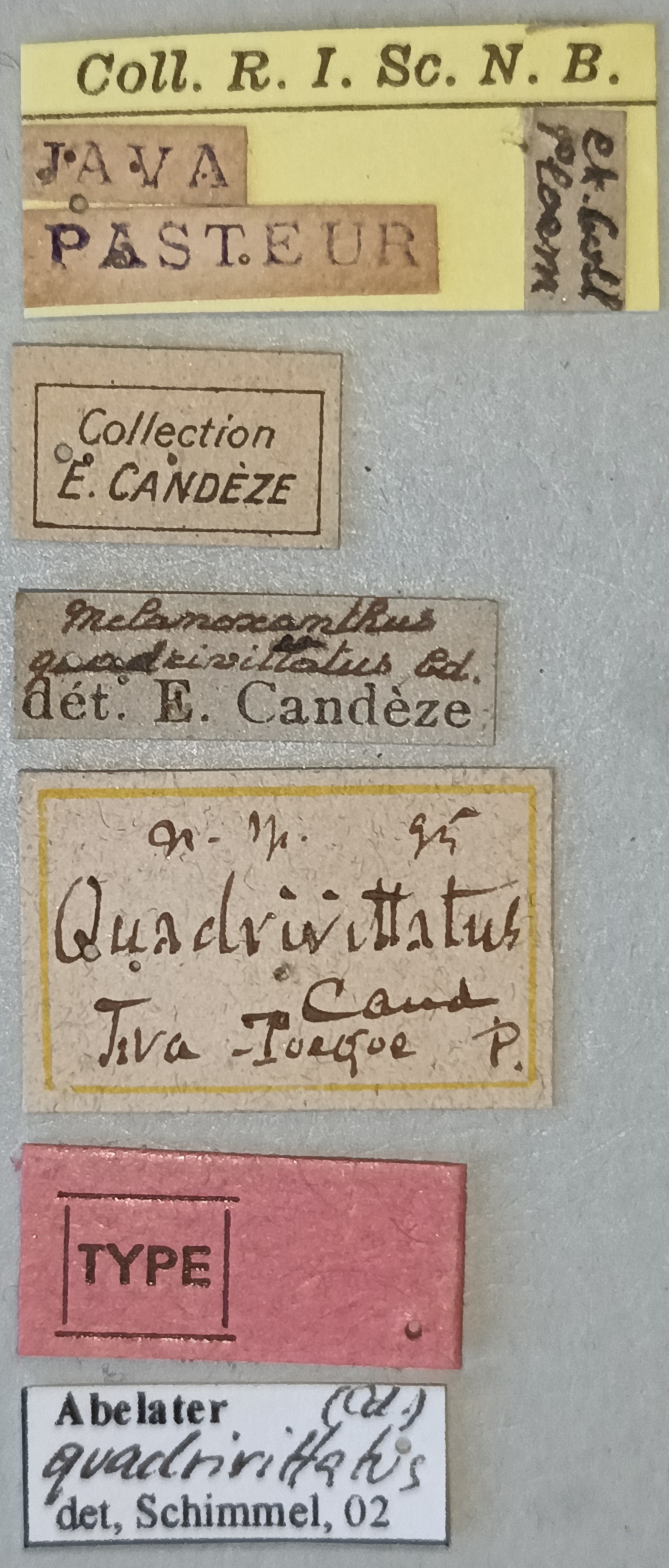 Melanoxanthus quadrivittatus T Labels.jpg