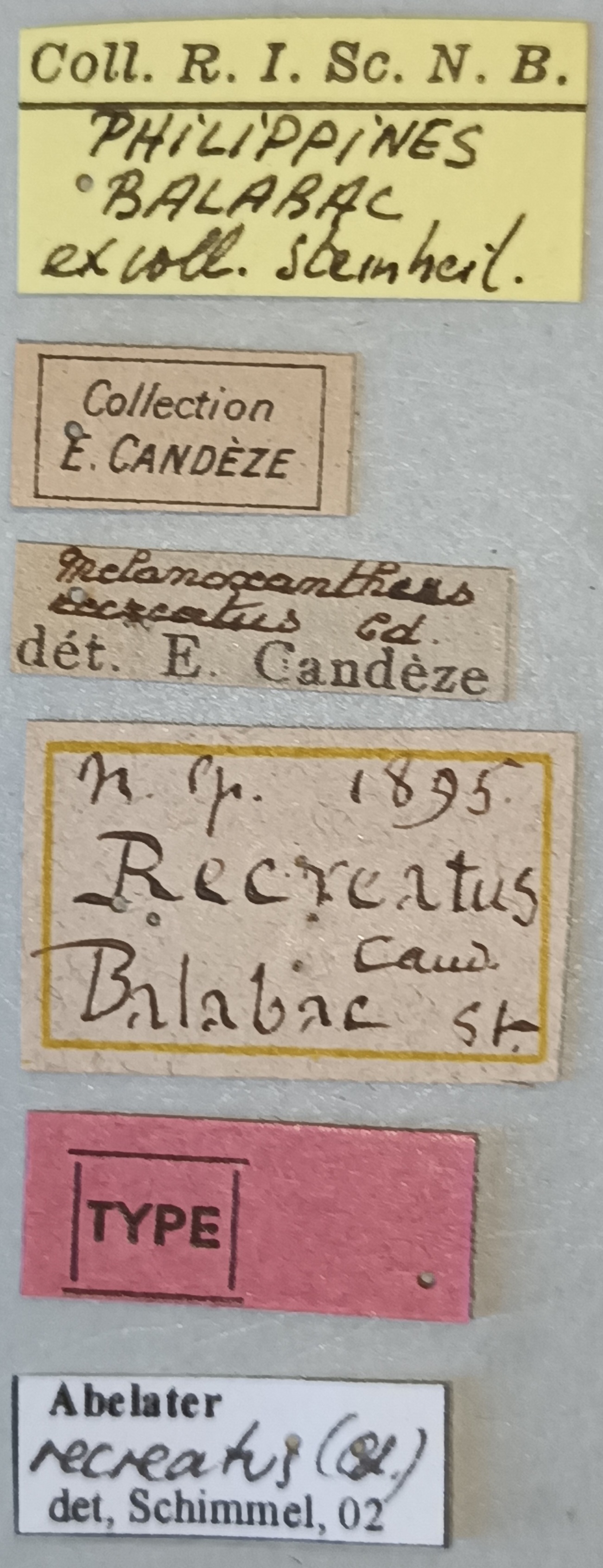 Melanoxanthus recreatus T Labels.jpg