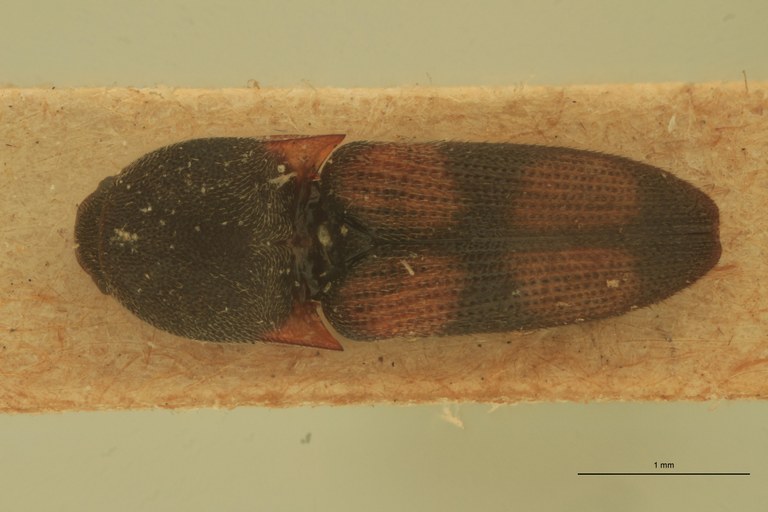 Melanoxanthus rixosus T D.jpg