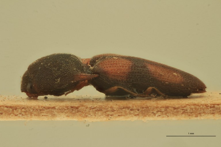 Melanoxanthus rixosus T L.jpg