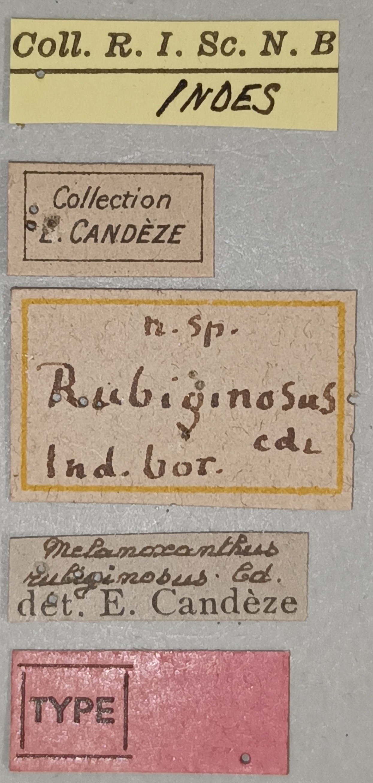 Melanoxanthus rubiginosus T Labels.jpg