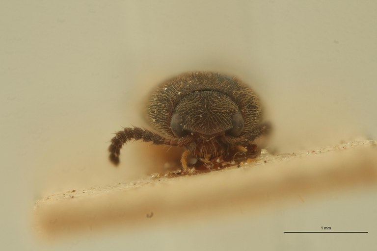 Melanoxanthus sexguttatus T F.jpg