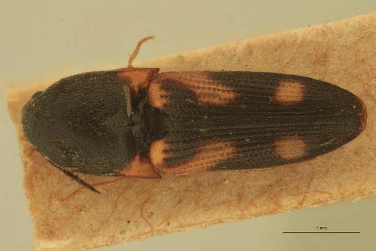 Melanoxanthus uncinatus T D.jpg Melanoxanthus uncinatus T D.jpg