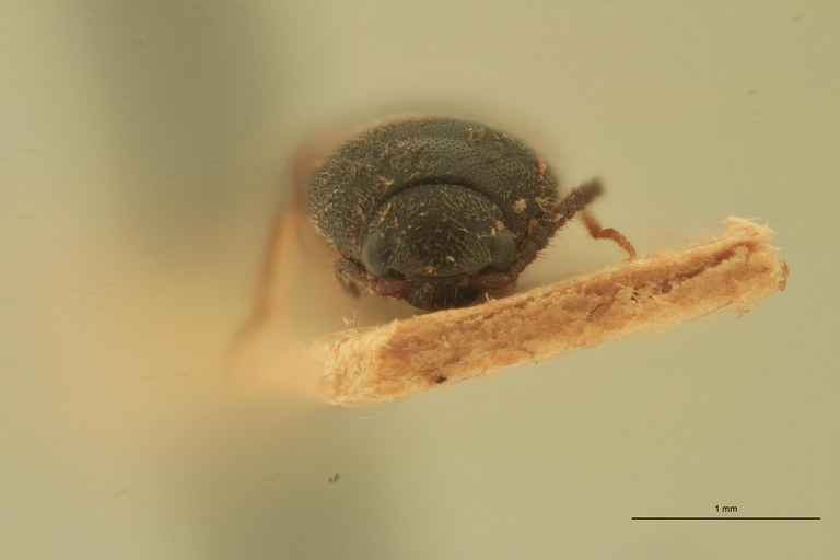 Melanoxanthus uncinatus T F.jpg Melanoxanthus uncinatus T F.jpg