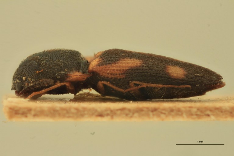 Melanoxanthus uncinatus T L.jpg Melanoxanthus uncinatus T L.jpg