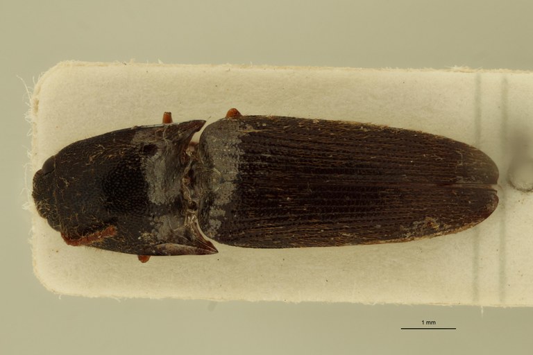 Melanoxanthus unicolor F T D.jpg