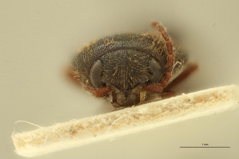 Melanoxanthus unicolor F T F.jpg