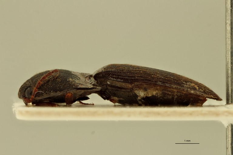 Melanoxanthus unicolor F T L.jpg