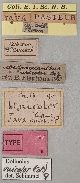 Melanoxanthus unicolor F T Labels.jpg