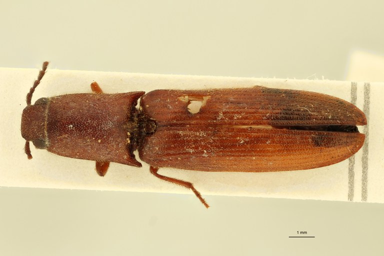 Melanoxanthus variolosus M T D.jpg Melanoxanthus variolosus M T D.jpg