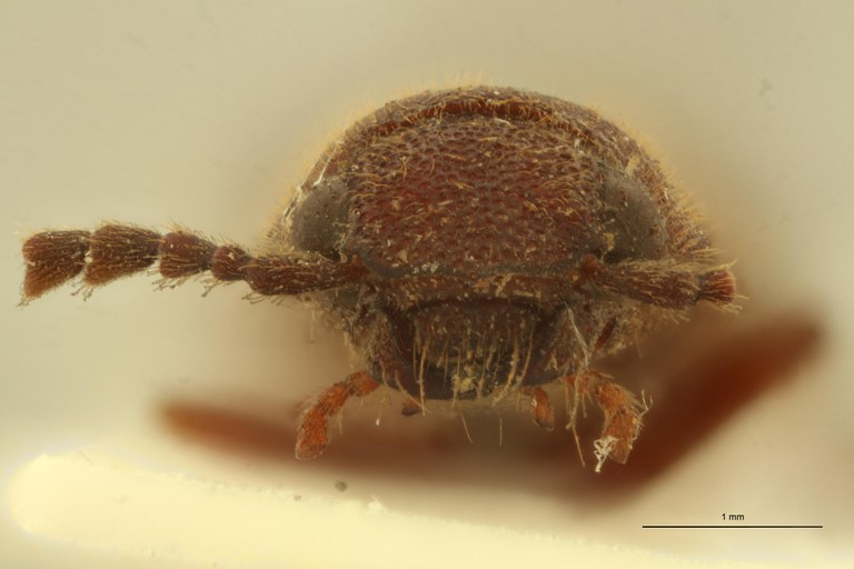 Melanoxanthus variolosus M T F.jpg Melanoxanthus variolosus M T F.jpg