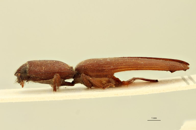 Melanoxanthus variolosus M T L.jpg Melanoxanthus variolosus M T L.jpg
