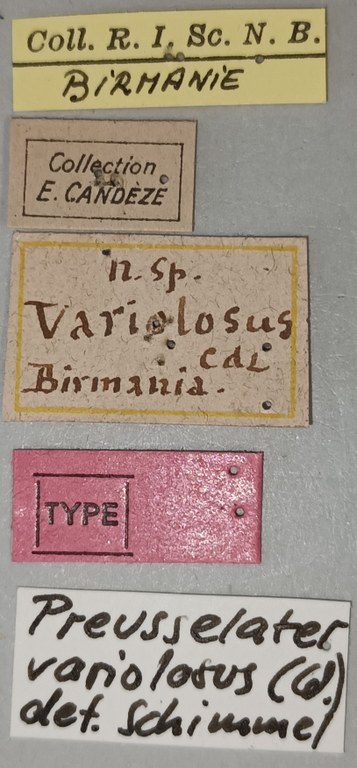 Melanoxanthus variolosus M T Labels.jpg Melanoxanthus variolosus M T Labels.jpg