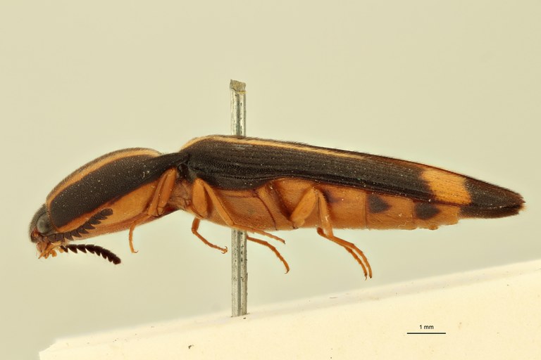 Melanoxanthus virgatus T L.jpg